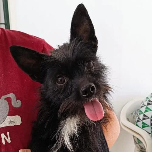 Dylan, male young Mixed Breed for adoption at Viva la Hund, Nettersheim