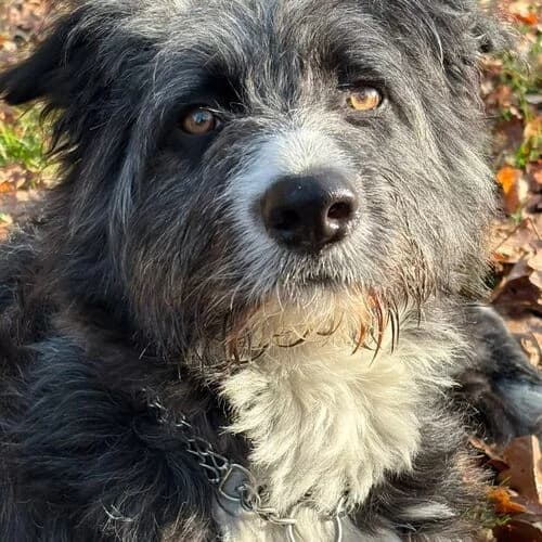 Eddie, male young Mixed Breed for adoption at Viva la Hund, Nettersheim