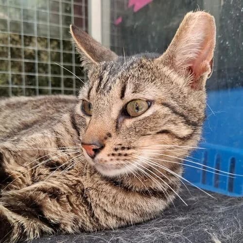 Eduardo,  3yo European Shorthair for adoption at Viva la Hund, Nettersheim