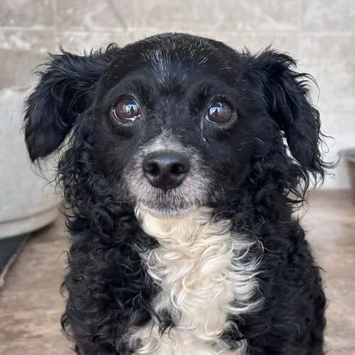 Elli, female Mixed Breed for adoption at Viva la Hund, Nettersheim