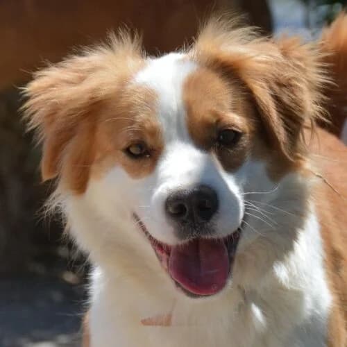 Enda, female young Mixed Breed for adoption at Viva la Hund, Nettersheim