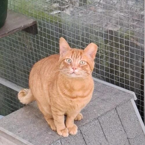 Falafel,  6yo European Shorthair for adoption at Viva la Hund, Nettersheim