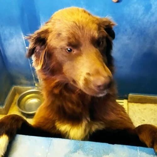 Fay, female Mixed Breed for adoption at Viva la Hund, Nettersheim