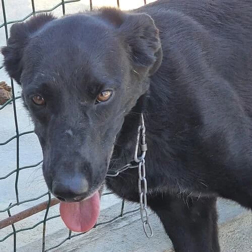 Feem, female Mixed Breed for adoption at Viva la Hund, Nettersheim