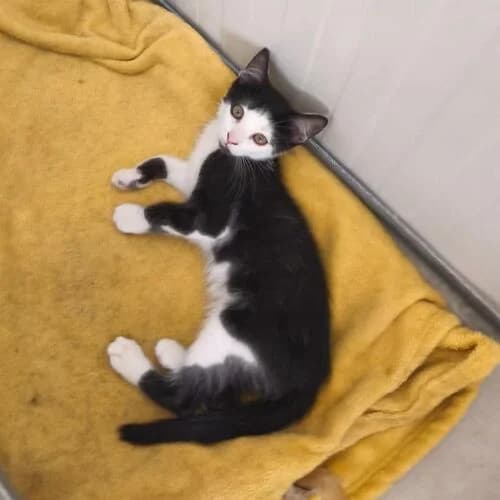 Feivel,  puppy European Shorthair for adoption at Viva la Hund, Nettersheim
