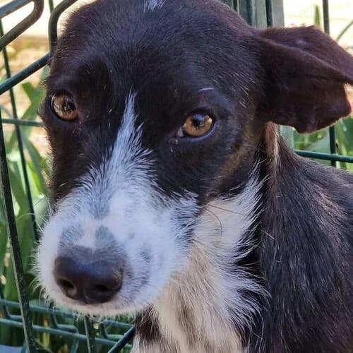 Fergie, female puppy Mixed Breed for adoption at Viva la Hund, Nettersheim