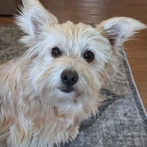 Fibi-Mia, female 6yo Mixed Breed for adoption at Viva la Hund, Nettersheim