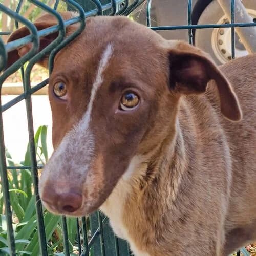 Filipa, Mixed Breed (Viva la Hund)