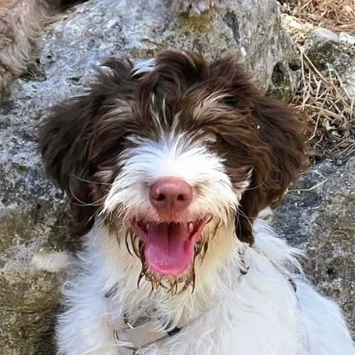 Fito, male puppy Mixed Breed for adoption at Viva la Hund, Nettersheim