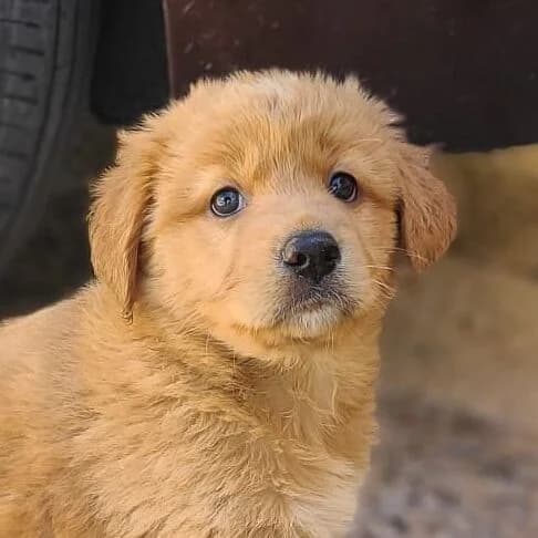 Freya, Mixed Breed (Viva la Hund)