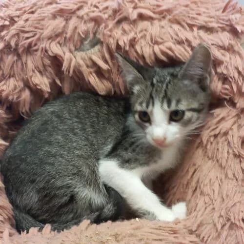 Friday,  puppy European Shorthair for adoption at Viva la Hund, Nettersheim