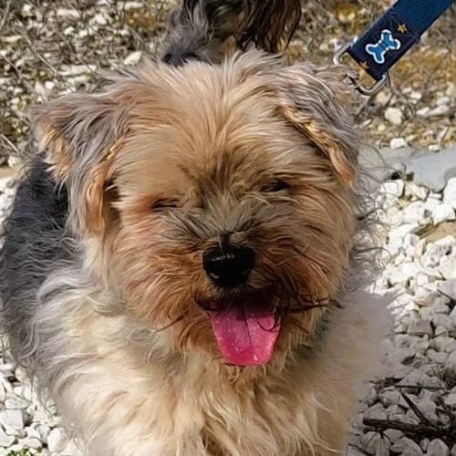 Gerson, male senior Yorkshire Terrier for adoption at Viva la Hund, Nettersheim