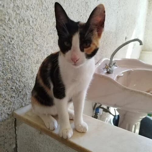 Gloeckchen,  European Shorthair for adoption at Viva la Hund, Nettersheim