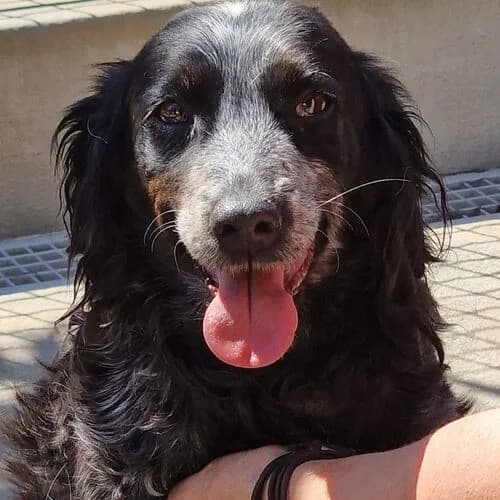 Glory, female 3yo Mixed Breed for adoption at Viva la Hund, Nettersheim