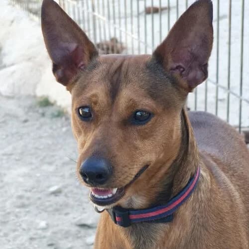Gordo, male young Mixed Breed for adoption at Viva la Hund, Nettersheim