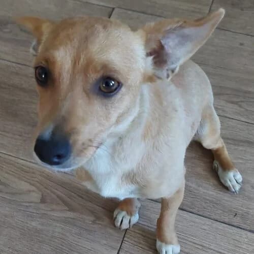 Guadiana, female young Mixed Breed for adoption at Viva la Hund, Nettersheim