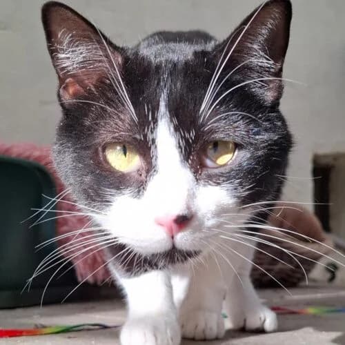 Leo,  young European Shorthair for adoption at Viva la Hund, Nettersheim