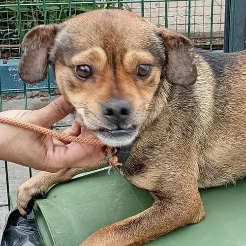 Hansi, male Mixed Breed for adoption at Viva la Hund, Nettersheim