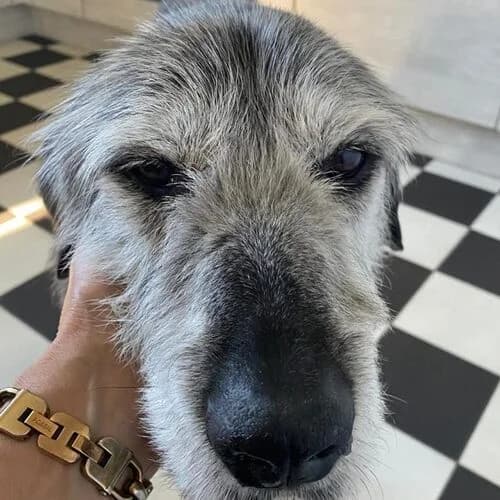 Harley, male senior Mixed Breed for adoption at Viva la Hund, Nettersheim