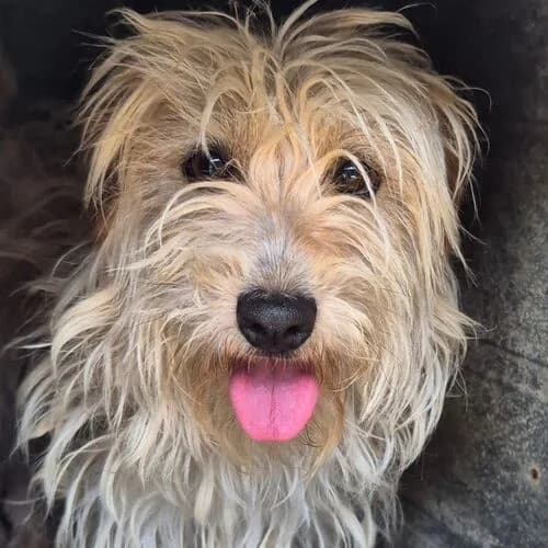 Henry, male Mixed Breed for adoption at Viva la Hund, Nettersheim
