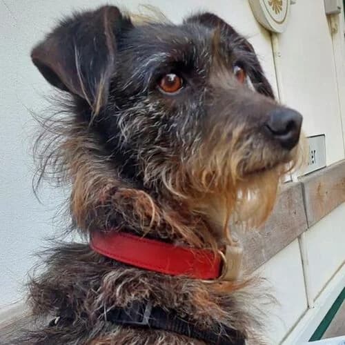 Hilda, female 6yo Mixed Breed for adoption at Viva la Hund, Nettersheim