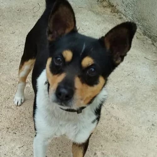 Hubi, male Mixed Breed for adoption at Viva la Hund, Nettersheim