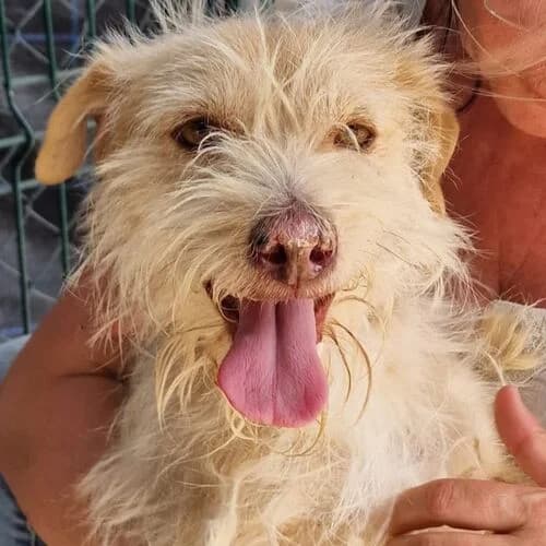 Hugo, male Mixed Breed for adoption at Viva la Hund, Nettersheim