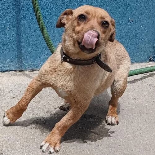 India, female Mixed Breed for adoption at Viva la Hund, Nettersheim