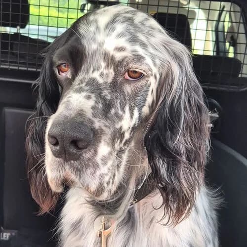 James, male mixed breed for adoption at Viva la Hund, Nettersheim