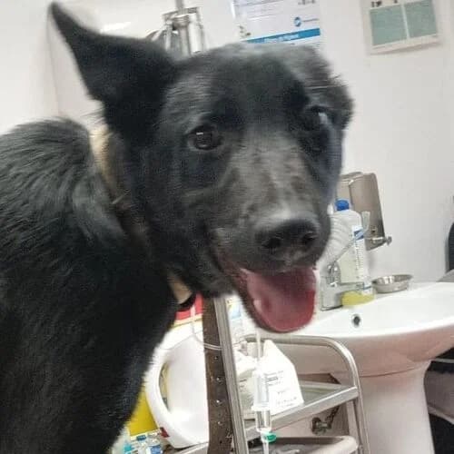 Jerry, male young Mixed Breed for adoption at Viva la Hund, Nettersheim