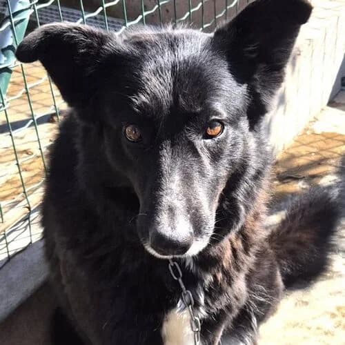 Baga, female 5yo Mixed Breed for adoption at Viva la Hund, Nettersheim