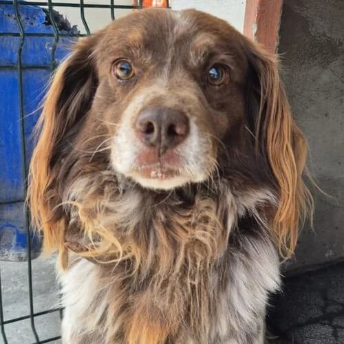 Jon, male mixed breed for adoption at Viva la Hund, Nettersheim