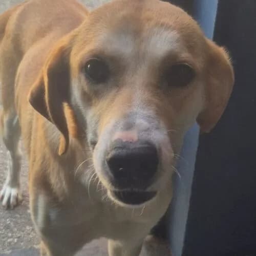 Joy, female young mixed breed for adoption at Viva la Hund, Nettersheim