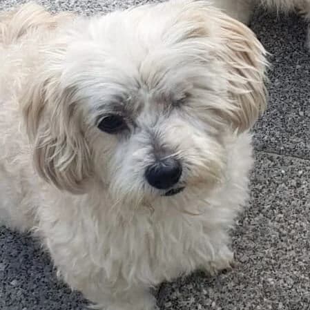 Joy, female 7yo Mixed Breed for adoption at Viva la Hund, Nettersheim