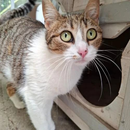 Juju,  young European Shorthair for adoption at Viva la Hund, Nettersheim