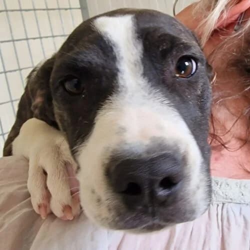 Junah, female puppy Mixed Breed for adoption at Viva la Hund, Nettersheim