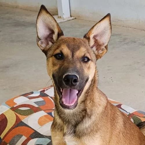 Kaiser, male young Mixed Breed for adoption at Viva la Hund, Nettersheim