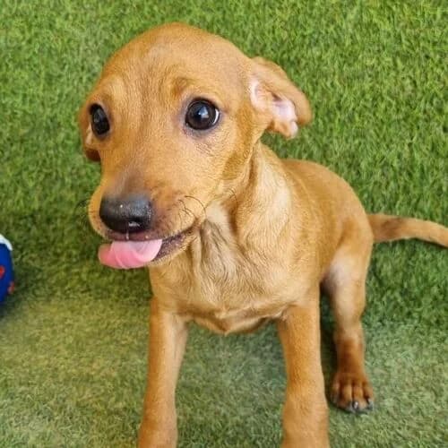 Kamile, female puppy Mixed Breed for adoption at Viva la Hund, Nettersheim