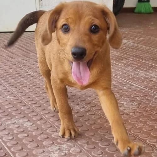 Karlson, male puppy Mixed Breed for adoption at Viva la Hund, Nettersheim