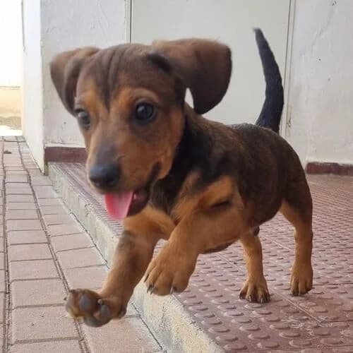 Karsi, male puppy Mixed Breed for adoption at Viva la Hund, Nettersheim