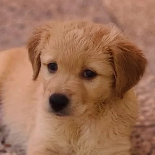Kiro, Mixed Breed (Viva la Hund)