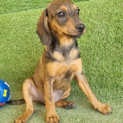 Kischa, female puppy Mixed Breed for adoption at Viva la Hund, Nettersheim