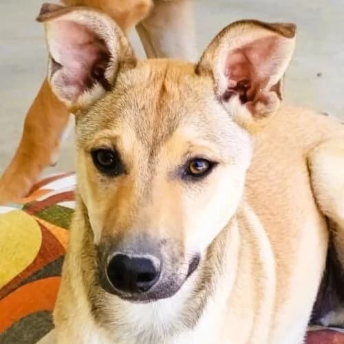 Koda, male young Mixed Breed for adoption at Viva la Hund, Nettersheim