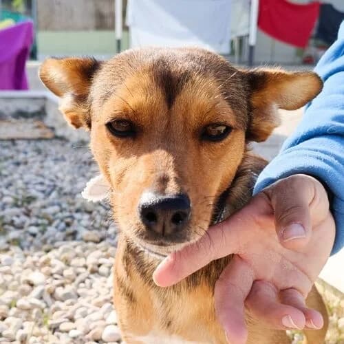 Lola, female young Mixed Breed for adoption at Viva la Hund, Nettersheim