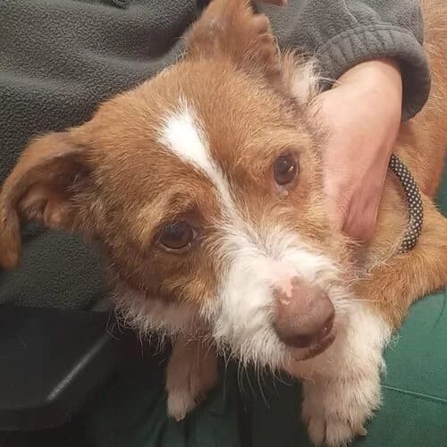 Lotti, female young Mixed Breed for adoption at Viva la Hund, Nettersheim