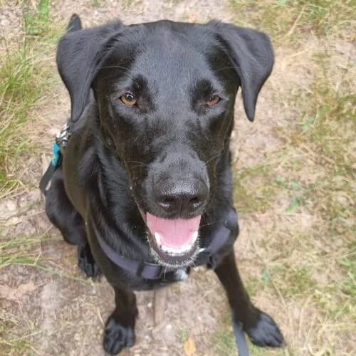 Lotti-Manu, female young Labrador Retriever for adoption at Viva la Hund, Nettersheim