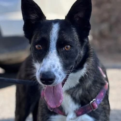 Lua, female Mixed Breed for adoption at Viva la Hund, Nettersheim