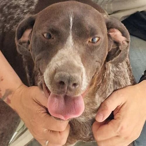 Luna, female Mixed Breed for adoption at Viva la Hund, Nettersheim
