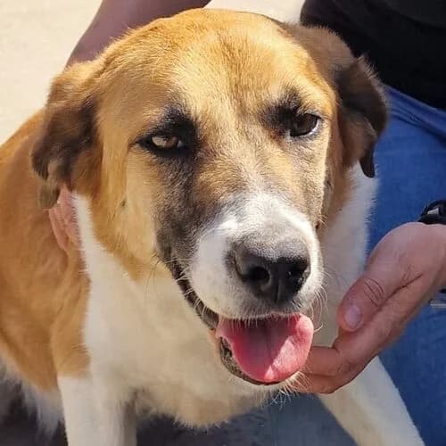 Mable, female 3yo Mixed Breed for adoption at Viva la Hund, Nettersheim