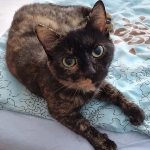 Mathilda,  3yo European Shorthair for adoption at Viva la Hund, Nettersheim